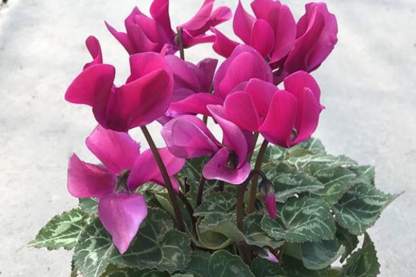 仙客來用什么肥料催花