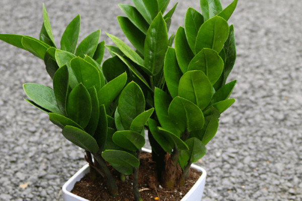 金錢樹什么時候發(fā)芽多