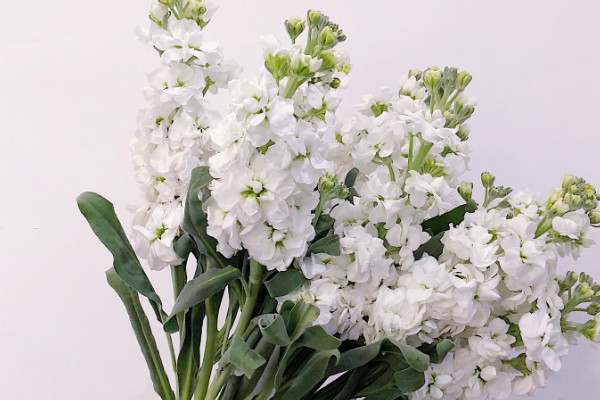 白色紫羅蘭可以放在室內(nèi)嗎