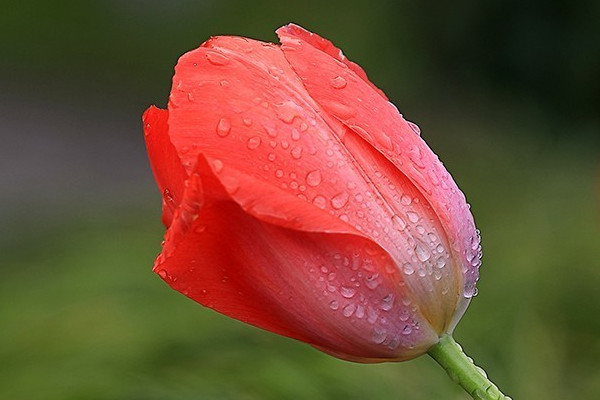 郁金香不能放室內(nèi)嗎