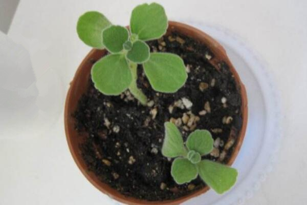 碰碰香幾月份可以扦插，扦插最佳時(shí)間在5-10月