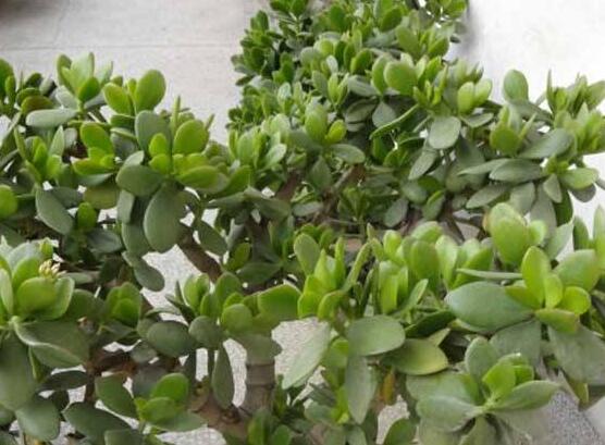 燕子掌的修剪方法，保留主枝反復摘心(春秋生長期)