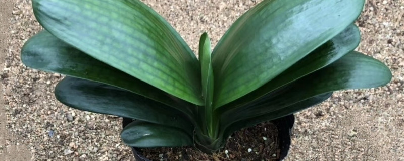 君子蘭春節(jié)能開(kāi)花嗎