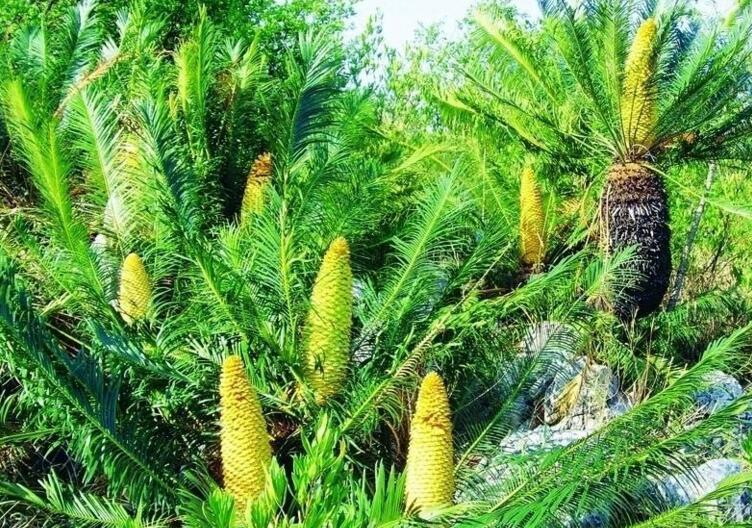 蘇鐵有哪些價(jià)值作用，極具觀賞價(jià)值和食用價(jià)值