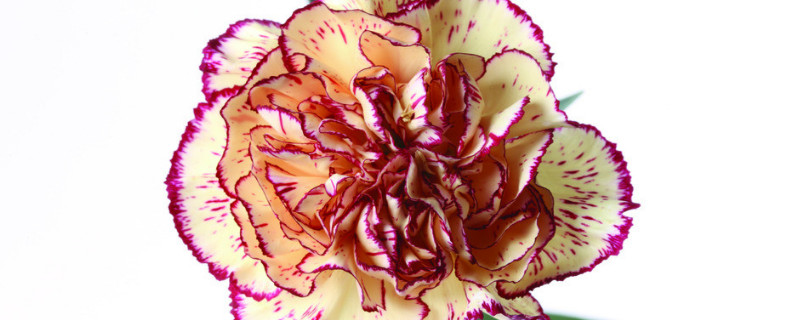 康乃馨花期多長時(shí)間