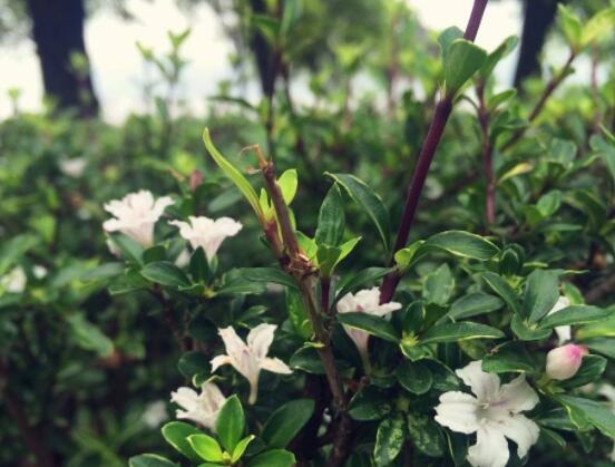 六月雪盆景造型方法，直乾式虬曲式懸崖式三種造型