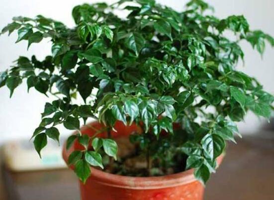 幸福樹怎么繁殖，教你三種繁殖方法(播種/壓條/扦插)