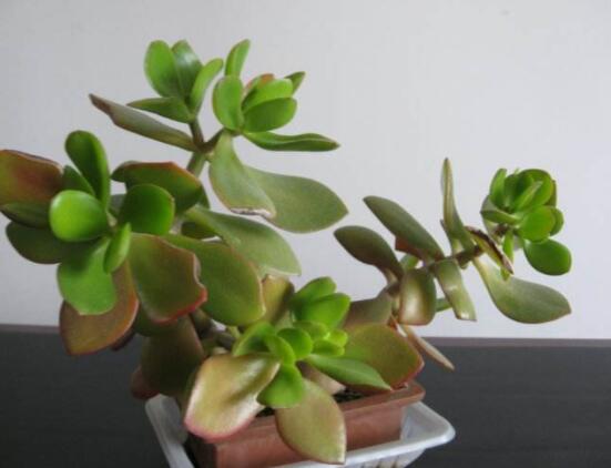 家里養(yǎng)玉樹有什么寓意，家庭和諧、事業(yè)順暢，學業(yè)有成