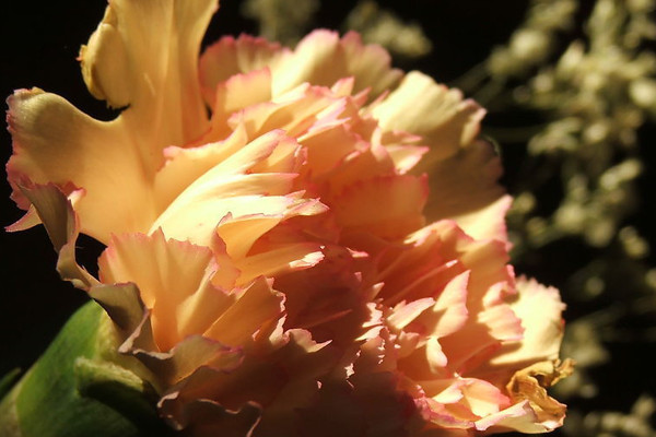 怎樣讓水養(yǎng)康乃馨花苞開出來