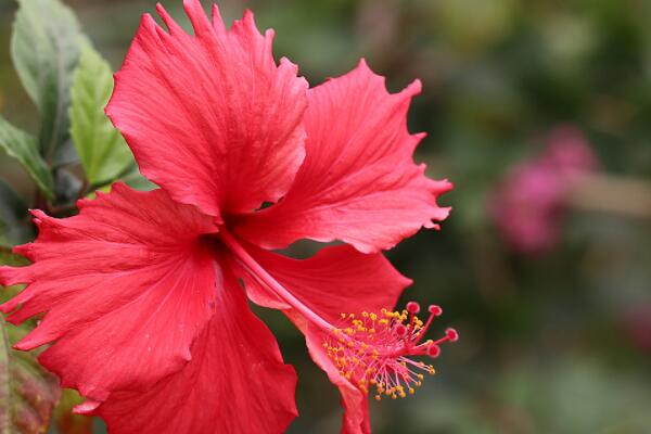 新買的扶?；ㄔ鯓泳徝? src="/nongye/d/file/20201223/miaxer0hvki.jpg" / data-jXm0="hdg3LV"></p>
<p data-De1I="ShxYQd">
	新買的扶?；ň徝缙谛枰ㄆ谶m量澆水，觀察一下盆土干濕情況，若是盆土比較干燥，則澆一次定根水。是盆土過于潮濕，則可以等1-2天再澆定根水。注意在陰雨天氣時候要避免淋雨現(xiàn)象發(fā)生。</p>
<p data-VCJd="nS7Cy8">
	<strong data-RVR0="VlUvdr">二、施肥</strong></p>
<p data-TWtz="zrPv6L">
	<img alt=