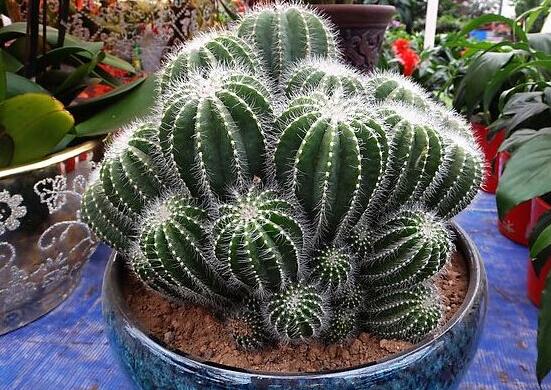 家里放仙人球是吉是兇，化解煞氣、安居樂業(yè)(吉兆)