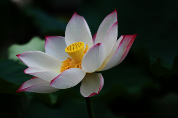 荷花養(yǎng)護(hù)應(yīng)該注意什么