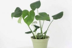 龜背竹什么時(shí)候開背，種植半年到一年時(shí)間自然開背