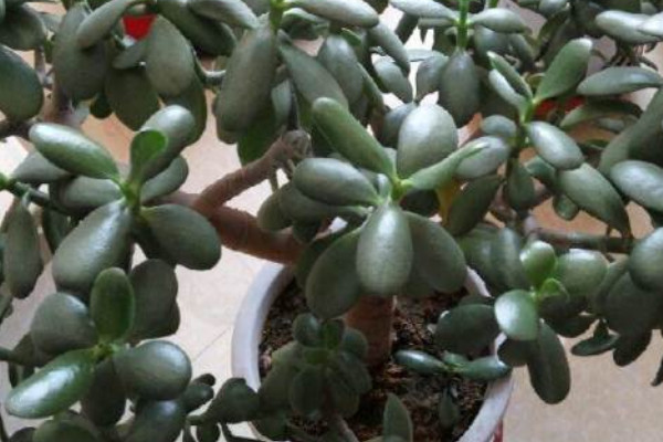 玉樹(shù)可以放在臥室里養(yǎng)嗎