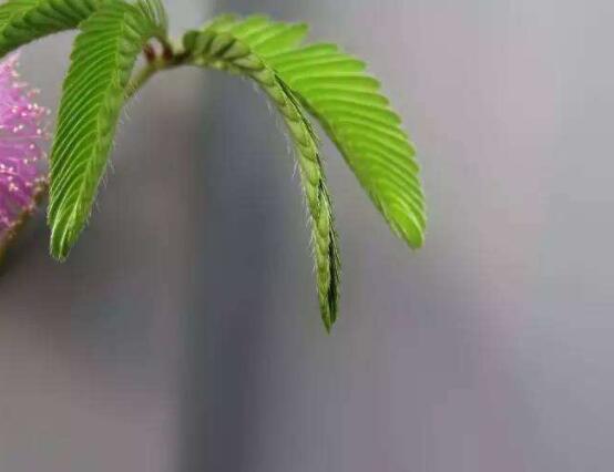 含羞草晚上會(huì)閉合嗎，會(huì)/屬于一種自然生長(zhǎng)澎壓現(xiàn)象