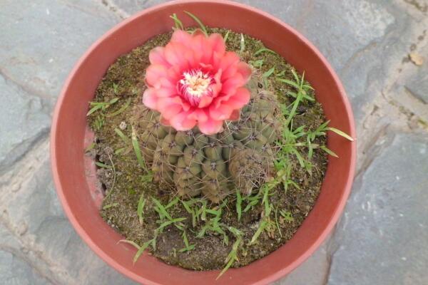 如何養(yǎng)好仙人球，做好以下5點(diǎn)最為關(guān)鍵