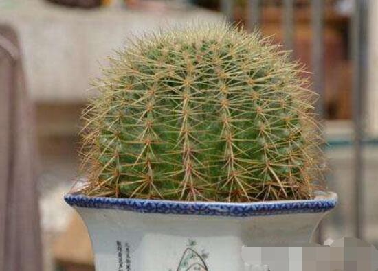 水培仙人球怎么養(yǎng)，教你六個(gè)最好步驟快速生根(7天)