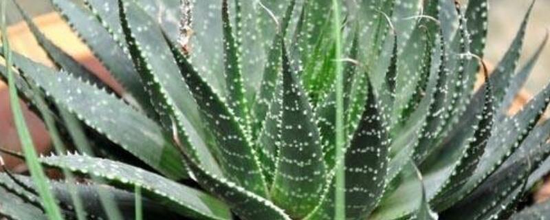 蘆薈葉子發(fā)軟怎么回事