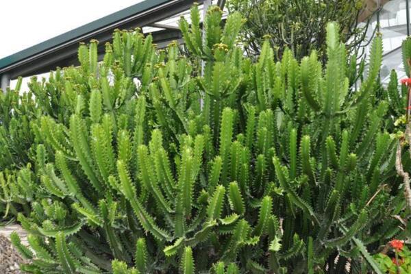 虎刺梅和金剛纂的區(qū)別，通過枝干、葉片、花朵進(jìn)行區(qū)分