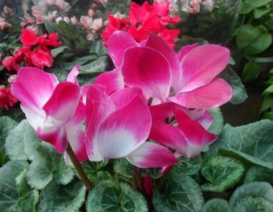 仙客來突然蔫了怎么辦，主要就是光照和澆水不當導致