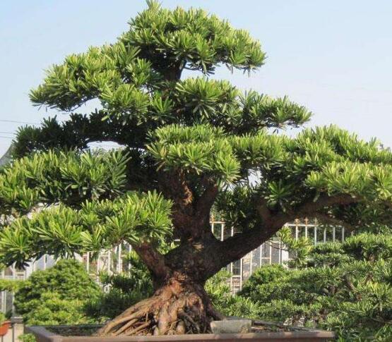 羅漢松花期，羅漢松花期為一個月(5月份開花)