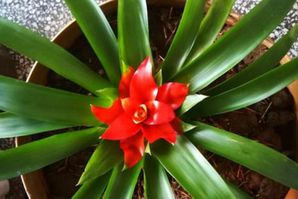 鴻運(yùn)當(dāng)頭小苗幾年開花