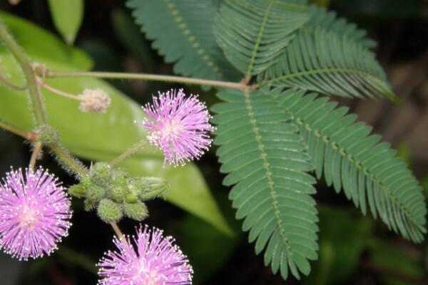 含羞草為什么會(huì)害羞