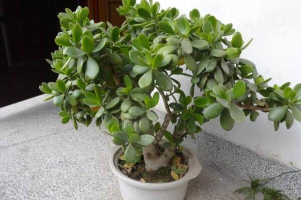 燕子掌會開花嗎，可以開花但是開花難度較高