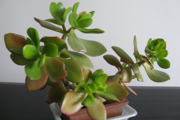 玉樹換盆注意事項，注意換盆時間以及根部的修剪