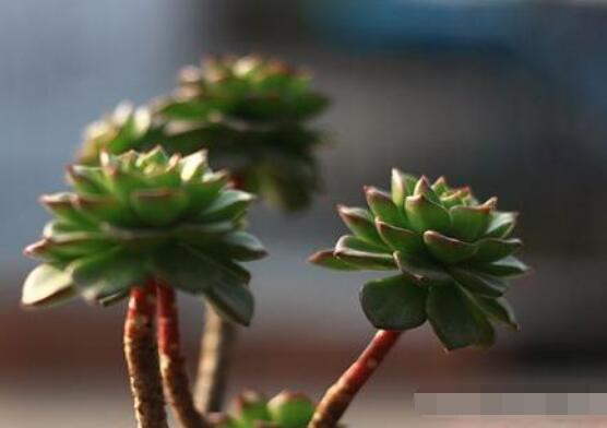 燕子掌不開花怎么辦，做好以下五點(diǎn)花開爆盆