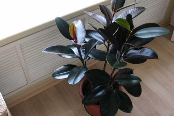 橡皮樹和橡膠樹的區(qū)別，從葉子、花朵、用途、產(chǎn)地來區(qū)分