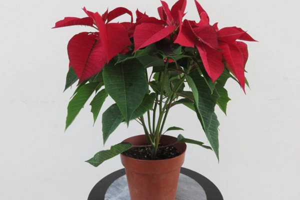 一品紅葉子下垂怎么辦，4種方法解決葉子下垂問題