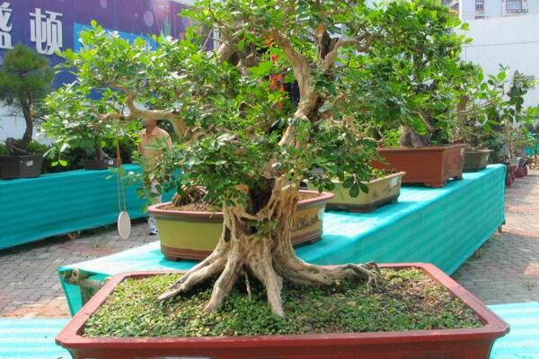 九里香開(kāi)花嗎，以下技巧能讓九里香順利開(kāi)花