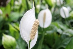 一帆風(fēng)順花有毒嗎，室內(nèi)養(yǎng)殖要注意（花沒毒汁液有毒）