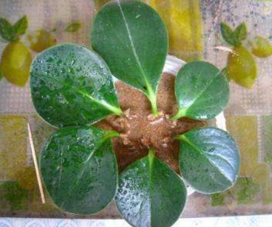 碧玉葉子發(fā)黃怎么辦，教你五步讓它重新恢復(fù)生機(jī)