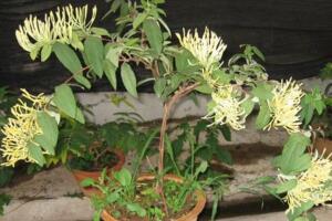 金銀花盆栽養(yǎng)殖方法和注意事項(xiàng)，澆水見(jiàn)干見(jiàn)濕需遮蔽強(qiáng)光