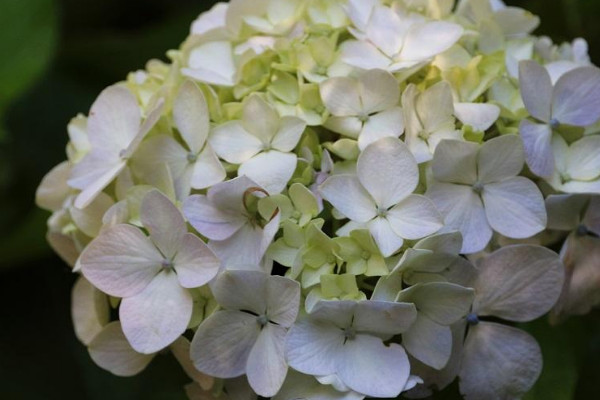 繡球花夏天40度怎么養(yǎng)