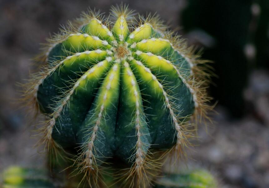 水養(yǎng)仙人球注意事項，正確的水培方式很重要