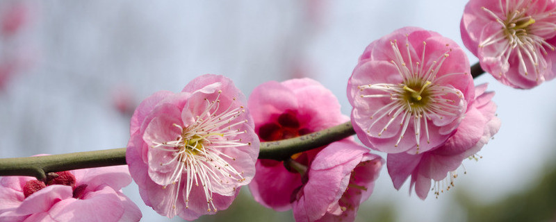 梅花為什么不怕冷