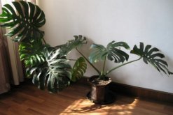 龜背竹怎么扦插，建議在春秋季節(jié)進(jìn)行扦插