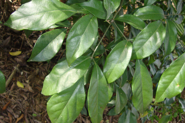 幸福樹葉子耷拉怎么辦，增光/通風/控溫/殺蟲除菌