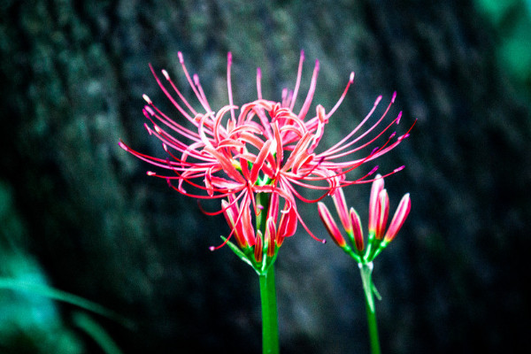 彼岸花種子什么樣子