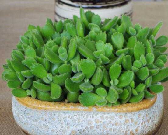 熊童子開花寓意，一片生機(jī)勃勃的綠色景象(美好寓意)