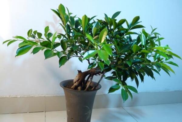 平安樹(shù)的養(yǎng)殖方法和注意事項(xiàng)，勤換盆多松土