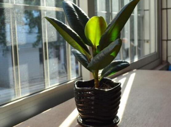 橡皮樹的擺放位置，教你四個擺放好地方(客廳/大廳/書房/辦公室)