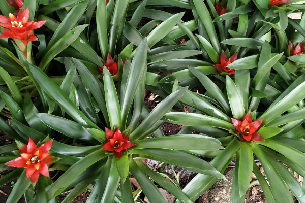 鴻運當(dāng)頭怎么管理