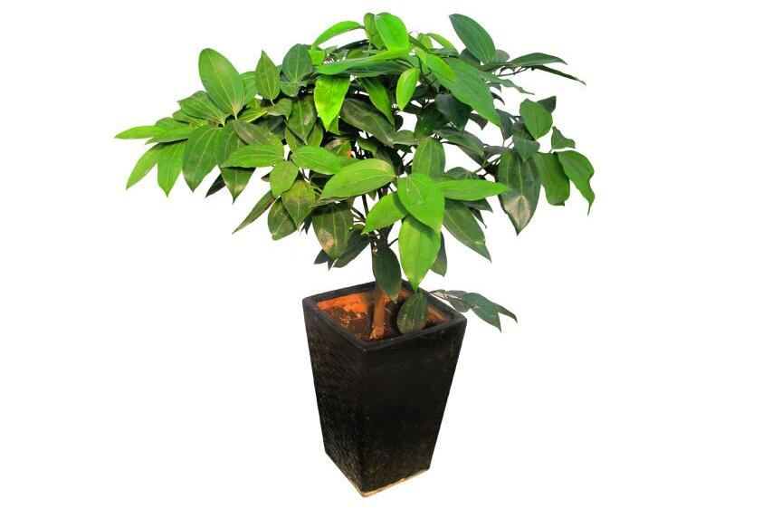 室內(nèi)養(yǎng)平安樹的好處，旺運(yùn)勢(shì)還健康