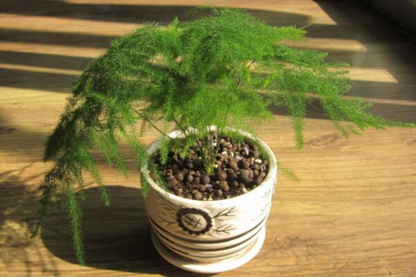 文竹黃葉怎么辦，找到黃葉原因及時(shí)進(jìn)行處理