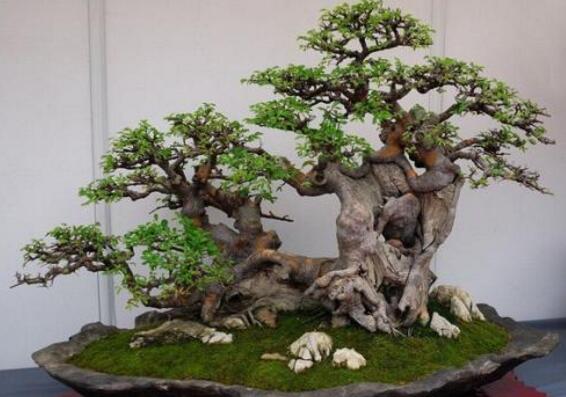 榕樹的養(yǎng)殖方法，土壤的選擇和施肥方法很重要