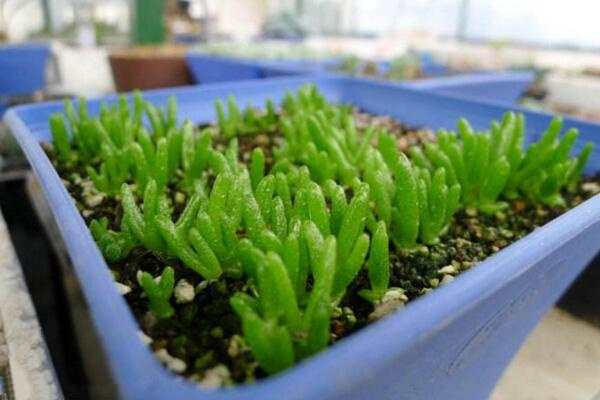 碧光環(huán)怎么種植，4步即可完成碧光環(huán)的種植